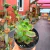 Echeveria Little Lily na internet
