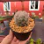 Mammillaria Plumosa - Pote 07 - comprar online