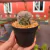 Mammillaria Plumosa - Pote 07 na internet