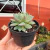 Echeveria Prism na internet