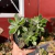 Echeveria Pulvinata Devotion