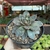 Echeveria Punita - comprar online