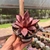 Echeveria Agavoides Red Leaf - comprar online