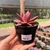 Echeveria Agavoides Red Leaf na internet