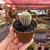 Echinocereus Rigidissimus - comprar online