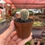 Echinocereus Rigidissimus na internet