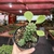 Euphorbia Monadenium Ritchiei