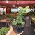 Euphorbia Monadenium Ritchiei - comprar online
