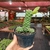 Euphorbia Monadenium Ritchiei na internet
