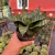 Sansevieria Trifasciata Hahnii - comprar online