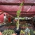 Pachypodium Saundersii - pote 18 (67cm) na internet