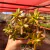 Sedum Adolphi