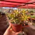 Sedum Adolphi na internet