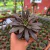 Echeveria Serrana - comprar online