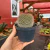 Mammillaria Silvatica - pote 11 - Fazenda das Suculentas