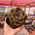 Echeveria Sky Metal - loja online