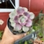 Graptoveria Snow White - Pote 11 - comprar online