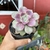 Graptoveria Snow White - Pote 11 - Fazenda das Suculentas