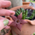 Stapelia Angolensis - pote 9 - comprar online