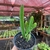 Stapelia Grandiflora - Flor-Estrela bordô - Fazenda das Suculentas