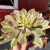 Aeonium Sunburst - Pote 14 - comprar online