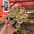 Aeonium Sunburst - Pote 11 - comprar online