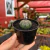 Astrophytum Asterias Super Kabuto - Pote 07 - Fazenda das Suculentas