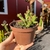 Edithcolea Grandis - Tapete Persa - pote 11 - loja online