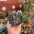 Tephrocactus Articulatus Strobiliformis - Fazenda das Suculentas