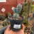 Tephrocactus Articulatus Strobiliformis - comprar online