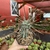 Tephrocactus Paediophilus na internet