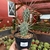 Tephrocactus Paediophilus - comprar online