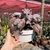 Echeveria Gibbiflora Thanos - 03 - Fazenda das Suculentas