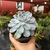 Echeveria Tiny Burger na internet