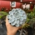 Echeveria Tiny Burger