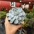 Echeveria Tiny Burger - comprar online