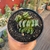 Haworthia Truncata - pote 11 na internet