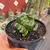 Haworthia Truncata - pote 11 - Fazenda das Suculentas