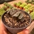 Haworthia Truncata - pote 9 na internet