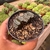 Haworthia Truncata - pote 9 - Fazenda das Suculentas