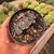 Haworthia Truncata - pote 9 - comprar online