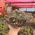 Euphorbia Láctea Cristata Variegata - N7 - comprar online