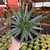 Agave Victoria Reginae - Cuia 21 - comprar online