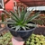 Agave Victoria Reginae - Cuia 21 na internet