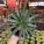 Agave Victoria Reginae - Cuia 21