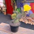 Opuntia Violacea - N1 - comprar online