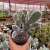 Opuntia Microdasys - Cacto Orelha de Mickey - Branca - Fazenda das Suculentas