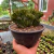 Euphorbia Láctea Cristata - Cuia 17 - Fazenda das Suculentas