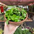 Flor de Cera Compacta - Hoya Carnosa Compacta Green - cuia 17 - comprar online