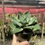 Agave Variegata - Pote 14 - Fazenda das Suculentas